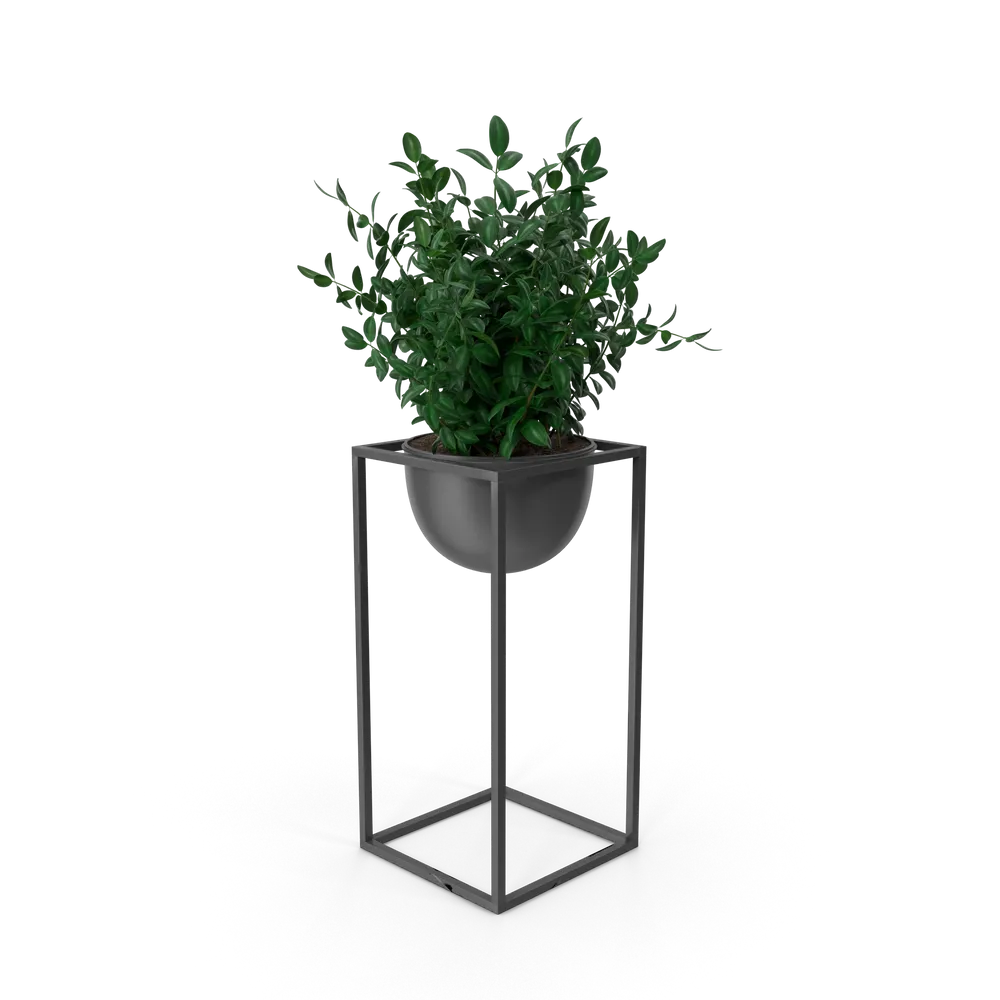 House Showpiece Plant, image 2