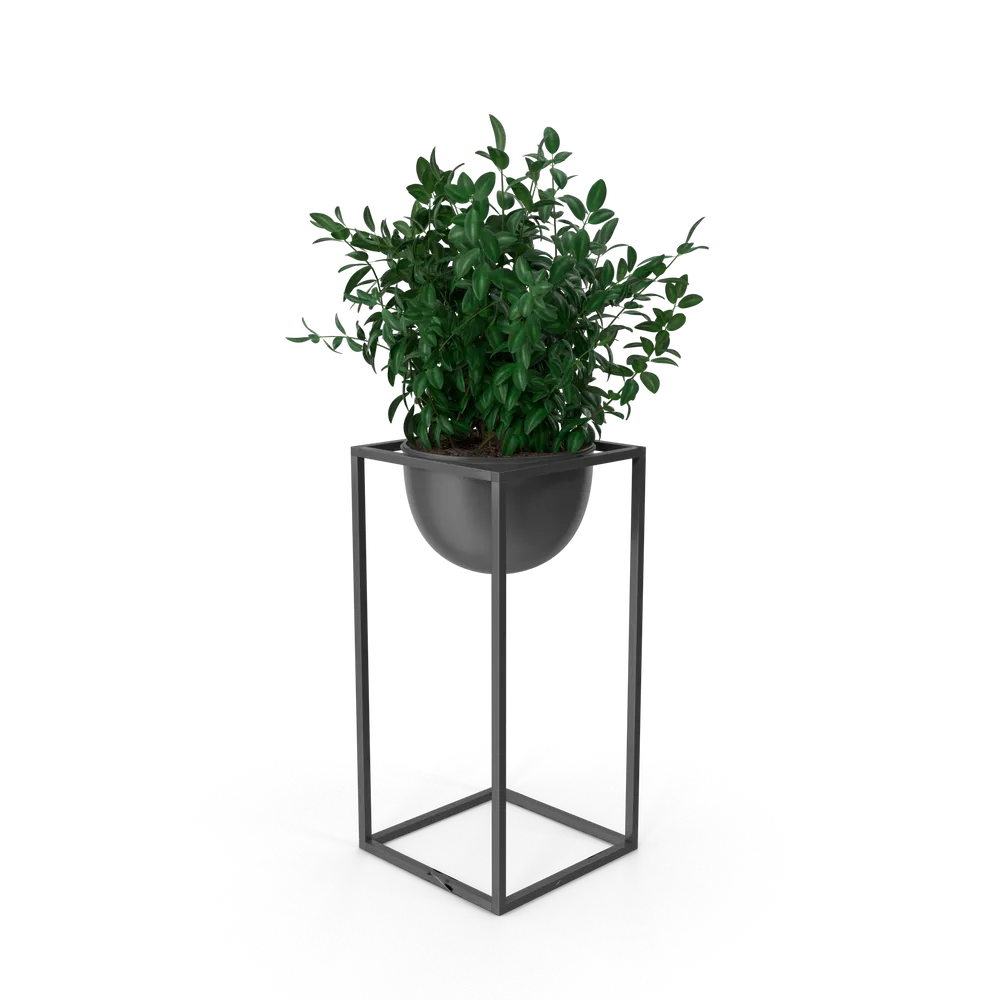 House Showpiece Plant, image 3