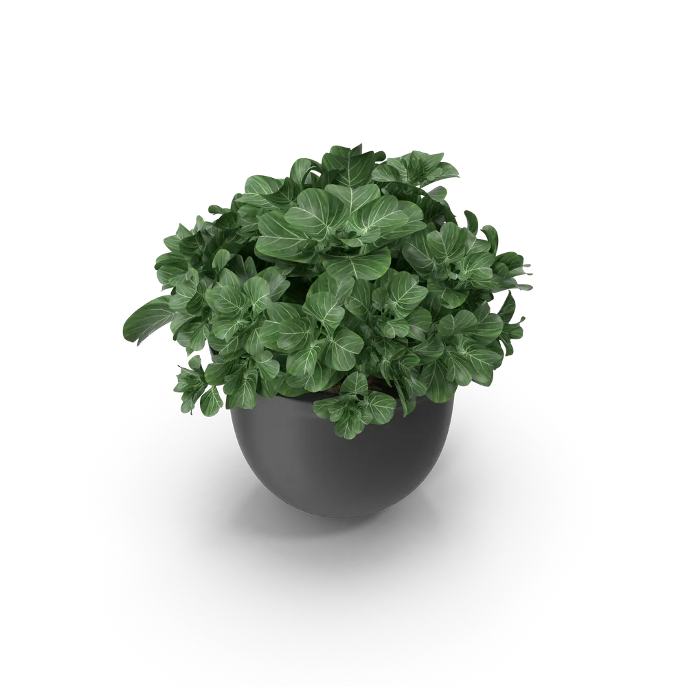 Plant Pot, image 3