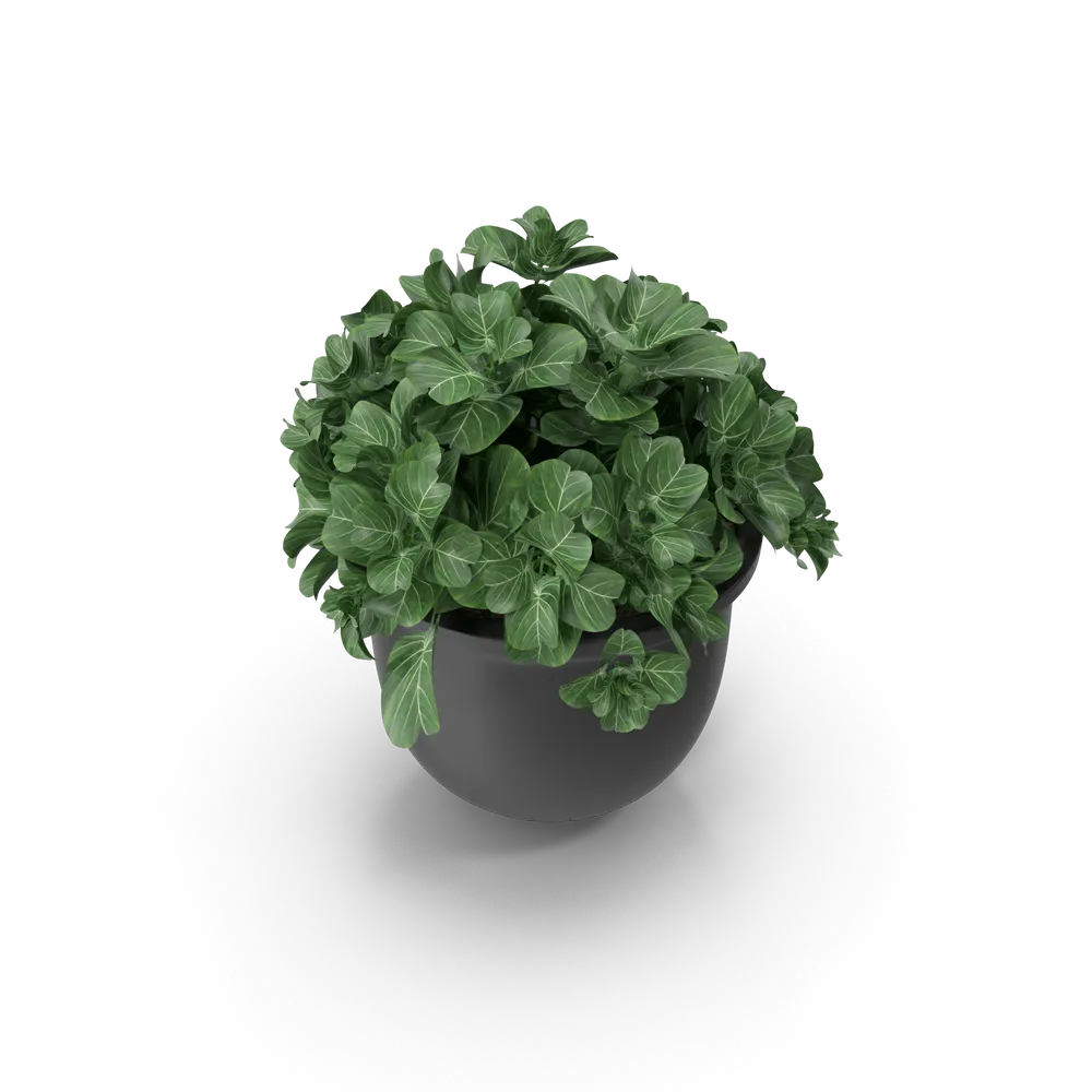 Plant Pot, image 4